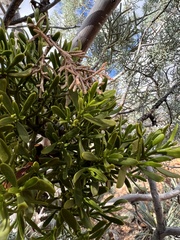 Phoradendron bolleanum