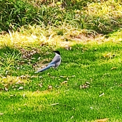 Cyanopica cyanus