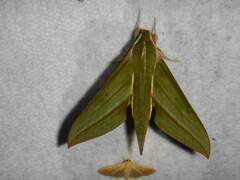 Xylophanes aristor