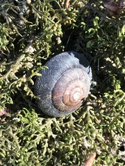 Monadenia infumata