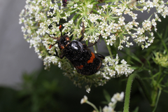 Nicrophorus orbicollis