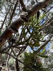 Phoradendron bolleanum