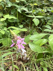 Desmodium intortum