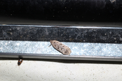 Anacampsis innocuella
