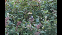 Phoenicurus hodgsoni