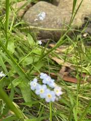 Myosotis
