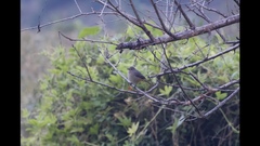 Phoenicurus hodgsoni