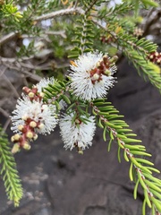 Melaleuca howeana