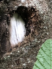 Arcyria obvelata
