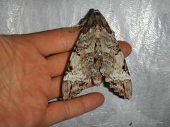 Pseudosphinx tetrio
