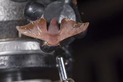 Comparmustilia gerontica