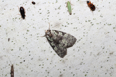 Leuconycta lepidula