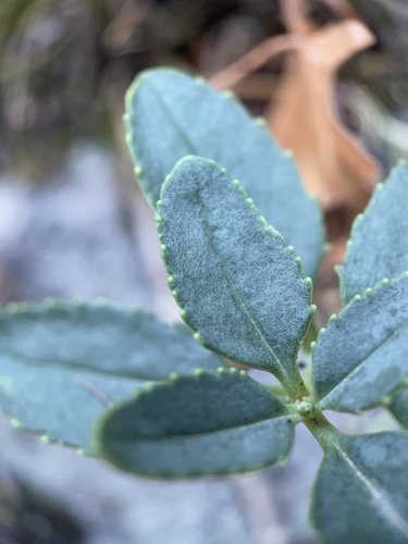 Sonoma Mountain Pride foliage