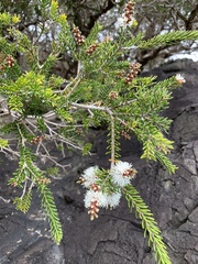 Melaleuca howeana