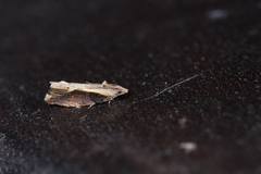 Neopotamia cryptocosma