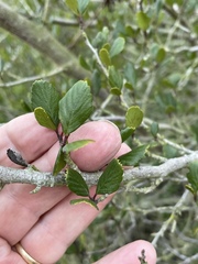 Cercocarpus minutiflorus