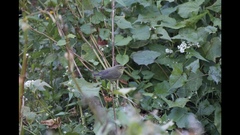 Phylloscopus affinis