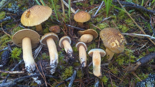 Blue-staining Slippery Jack