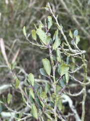 Cercocarpus minutiflorus