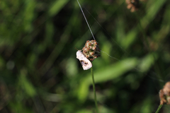 Ponometia erastrioides