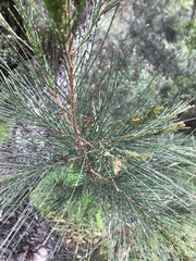 Allocasuarina verticillata