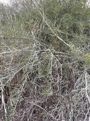 Cercocarpus minutiflorus