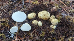 Rhizopogon