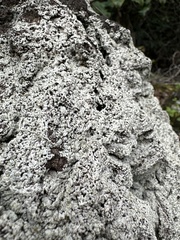 Racomitrium lanuginosum