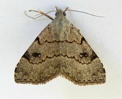 Nychioptera noctuidalis