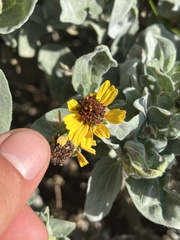Encelia palmeri
