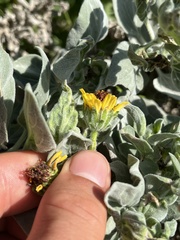 Encelia palmeri