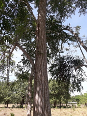 Tabernaemontana cymosa