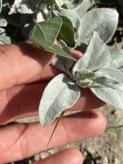 Encelia palmeri