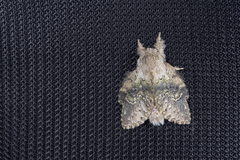 Stauropus sikkimensis