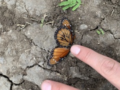Danaus eresimus montezuma