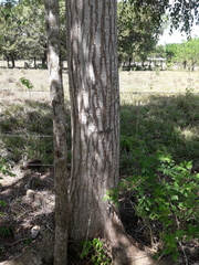 Tabernaemontana cymosa