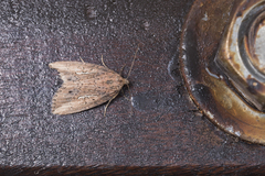 Mesocrapex punkikonis