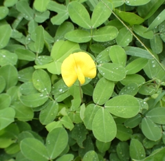 Arachis