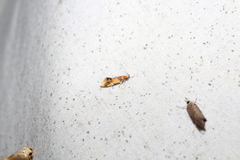 Epicallima argenticinctella