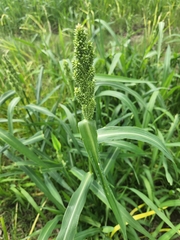 Echinochloa esculenta