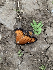 Danaus eresimus montezuma