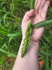 Echinochloa esculenta