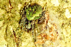 Cryptaranea