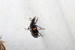 Nicrophorus orbicollis