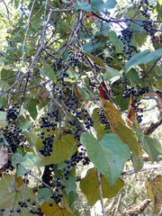 Vitis cinerea