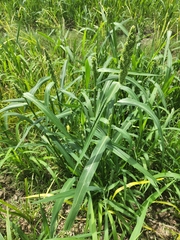 Echinochloa esculenta