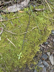 Racopilum cuspidigerum