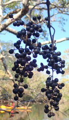 Vitis cinerea