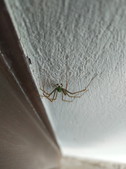 Peucetia viridans