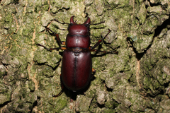 Lucanus capreolus